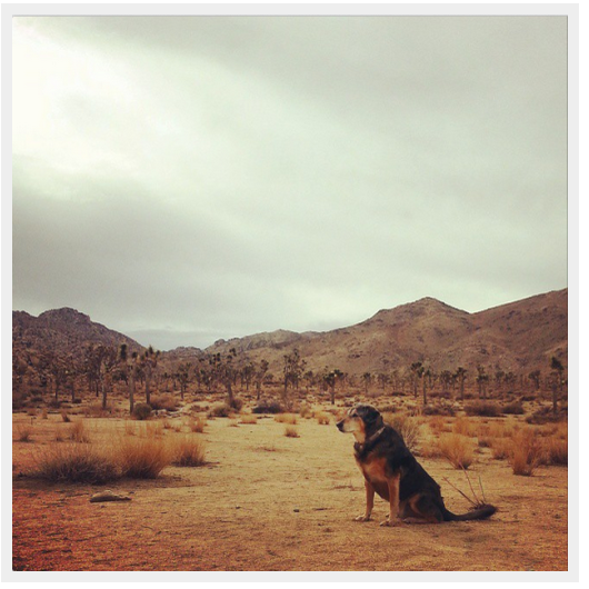 世界で最もよく旅行されている犬に会いましょう 